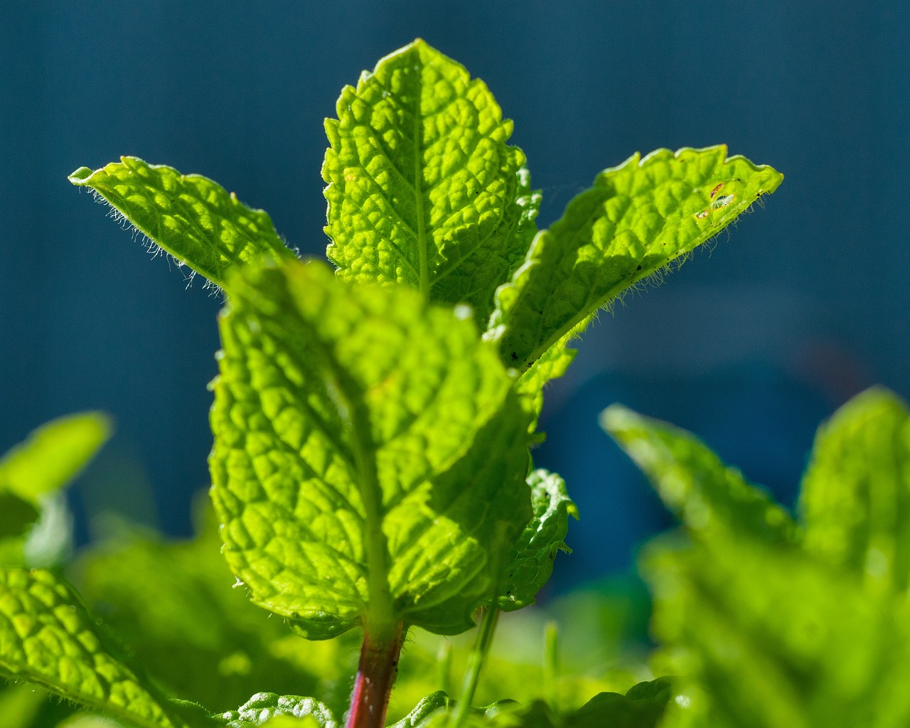 室外耐熱綠植盆栽，為炎炎夏日帶來清涼與生機