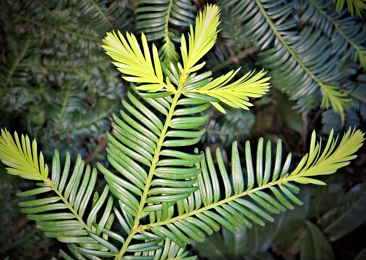 四季綠植盆栽室內好養——打造綠色家居的秘訣