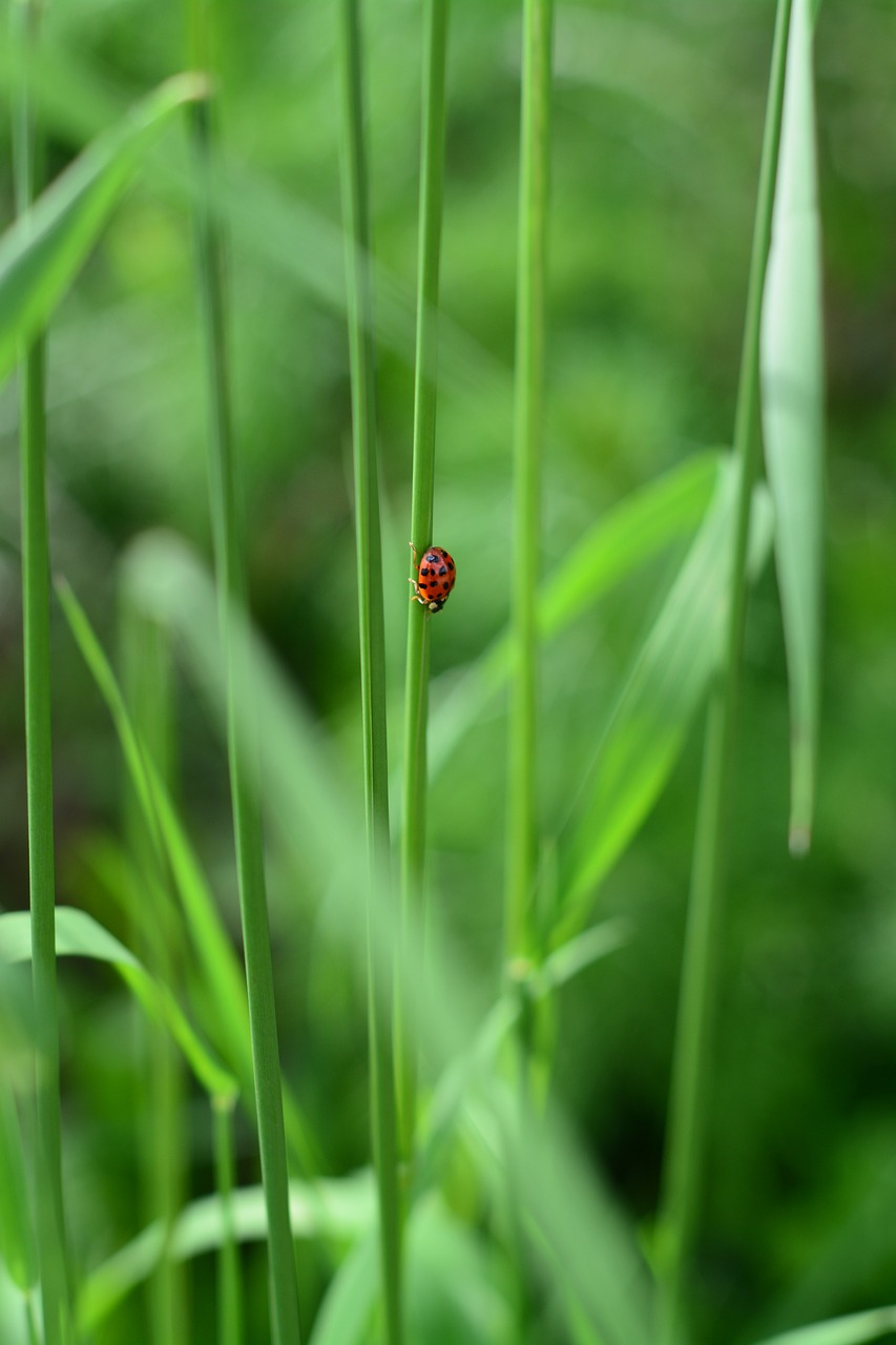 綠植盆栽，室內(nèi)與室外的完美融合，陽臺的綠色魅力