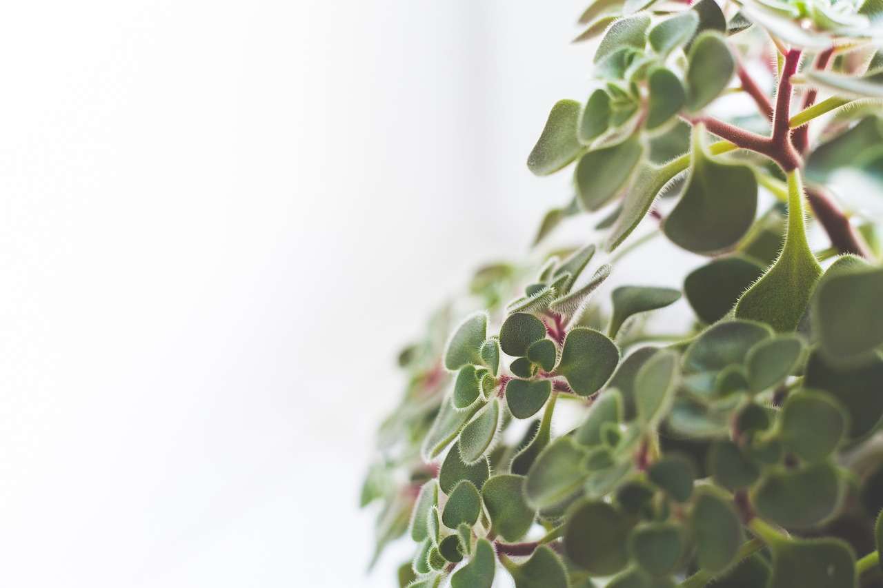 室內綠植盆栽，辮子發財樹的魅力與養護