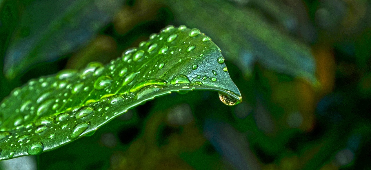 深圳綠植盆栽室內(nèi)圖片，綠色生活的藝術(shù)展現(xiàn)